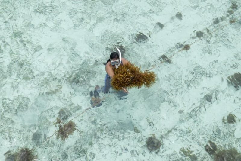 Empowering Belize's Seaweed Mariculture: Strengthening Institutional ...