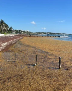 Sargassum_BelizeFund-7