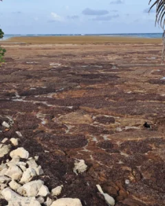 Sargassum_BelizeFund (8)