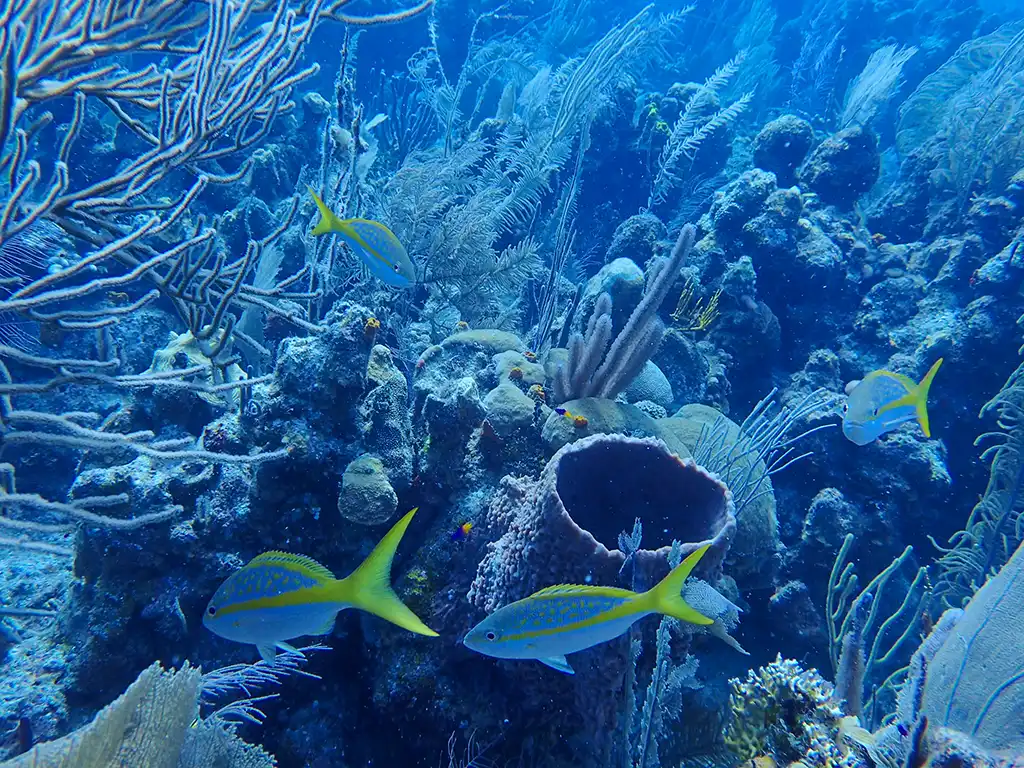 Belize-Fund-TASA-19
