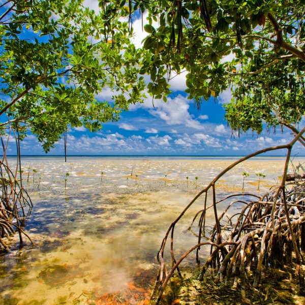 Photo Credit: Tony Rath Photography; The back reef habitat off South Water Caye with sand mounds of the ghost shrimp, Callianassia sp. in the sea grass beds and red mangrove, South Water Caye, Belize